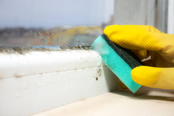 Best Residential Mold Remediation in Clarks Summit, PA